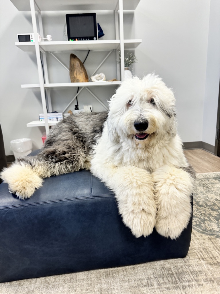 Walter White therapy dog at Music City Ketamine Franklin TN