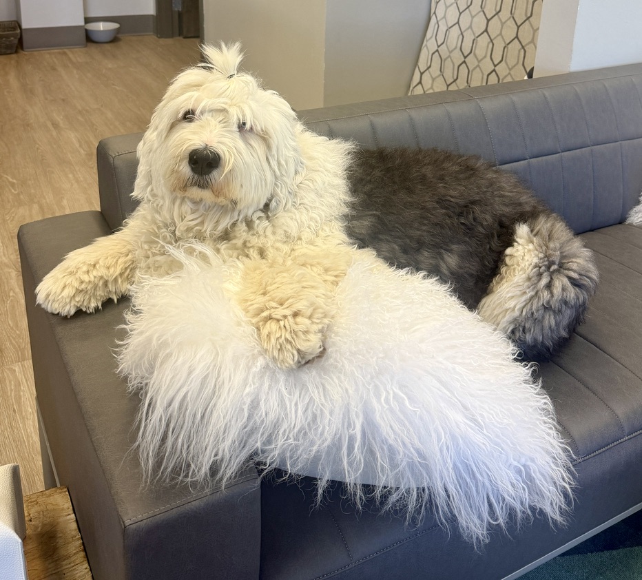 Wilma therapy dog greeting patients at Music City Ketamine Franklin Tennessee